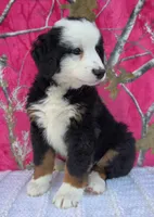 ELSA, a female Australian Shepherd and Bernese Mountain Dog for sale in Burlington, MI – 4 of 10