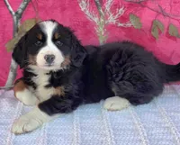 HEIDI, a female Australian Shepherd and Bernese Mountain Dog for sale in Burlington, MI – 8 of 10