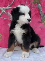 ELSA, a female Australian Shepherd and Bernese Mountain Dog for sale in Burlington, MI – 2 of 10