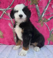 ELSA, a female Australian Shepherd and Bernese Mountain Dog for sale in Burlington, MI – 6 of 10