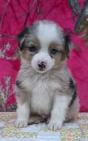 Johnny , a male Australian Shepherd for sale in Burlington, MI – Photo 1 of 10