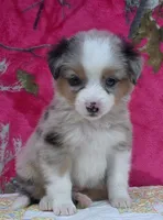 Johnny , a male Australian Shepherd for sale in Burlington, MI – Photo 3 of 10