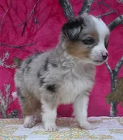 Johnny , a male Australian Shepherd for sale in Burlington, MI – Photo 7 of 10