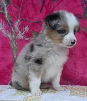 Johnny , a male Australian Shepherd for sale in Burlington, MI – Photo 2 of 10