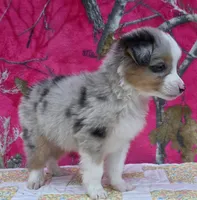 Johnny , a male Australian Shepherd for sale in Burlington, MI – Photo 9 of 10