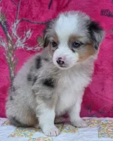 Johnny , a male Australian Shepherd for sale in Burlington, MI – Photo 10 of 10