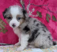 Johnny , a male Australian Shepherd for sale in Burlington, MI – Photo 8 of 10