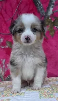 Johnny , a male Australian Shepherd for sale in Burlington, MI – Photo 4 of 10