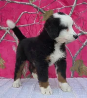 ELSA, a female Australian Shepherd and Bernese Mountain Dog for sale in Burlington, MI – 3 of 10