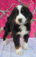 HEIDI, a female Australian Shepherd and Bernese Mountain Dog for sale in Burlington, MI – 7 of 10