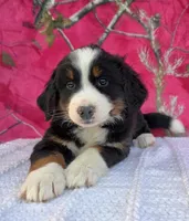 HEIDI, a female Australian Shepherd and Bernese Mountain Dog for sale in Burlington, MI – 9 of 10