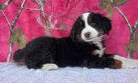 HEIDI, a female Australian Shepherd and Bernese Mountain Dog for sale in Burlington, MI – 10 of 10