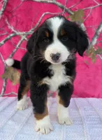 HEIDI, a female Australian Shepherd and Bernese Mountain Dog for sale in Burlington, MI – 2 of 10