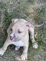Jack, a male American Bully for sale in Danville, VA – 3 of 8