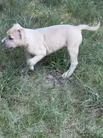 Jack, a male American Bully for sale in Danville, VA – 5 of 8