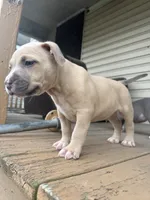 Jack, a male American Bully for sale in Danville, VA – 6 of 8