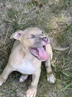 Jack, a male American Bully for sale in Danville, VA – 8 of 8