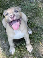 Jack, a male American Bully for sale in Danville, VA – 2 of 8