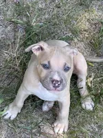 Jack, a male American Bully for sale in Danville, VA – 7 of 8