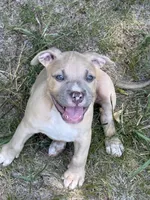 Jack, a male American Bully for sale in Danville, VA – 4 of 8