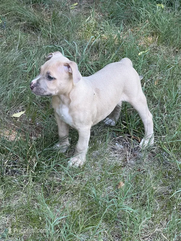 Jack – American Bully puppy for sale in Danville, VA