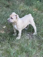 Jack, a male American Bully for sale in Danville, VA – 1 of 8
