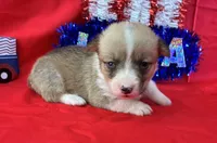Star, a female Pembroke Welsh Corgi for sale in Fayetteville, TN – 3 of 8