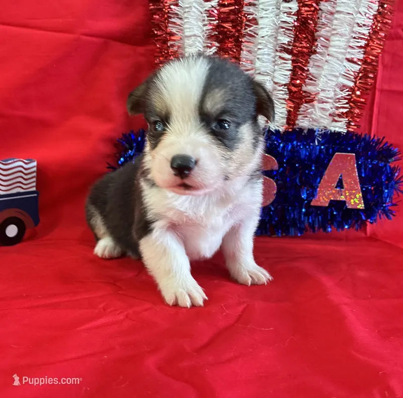 Banner – Pembroke Welsh Corgi puppy for sale in Fayetteville, TN
