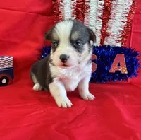 Banner, a male Pembroke Welsh Corgi for sale in Fayetteville, TN – 1 of 6