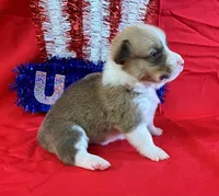 Blaze, a male Pembroke Welsh Corgi for sale in Fayetteville, TN – 6 of 8