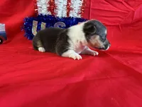 Glory, a female Pembroke Welsh Corgi for sale in Fayetteville, TN – 5 of 7