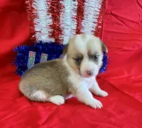 Liberty, a female Pembroke Welsh Corgi for sale in Fayetteville, TN – 7 of 7