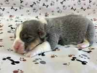 Poncho, a male Pembroke Welsh Corgi for sale in Fayetteville, TN – 2 of 7