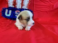 Boomer, a male Pembroke Welsh Corgi for sale in Fayetteville, TN – 8 of 9