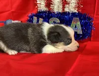 Betsy, a female Pembroke Welsh Corgi for sale in Fayetteville, TN – 4 of 8