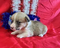 Star, a female Pembroke Welsh Corgi for sale in Fayetteville, TN – 8 of 8