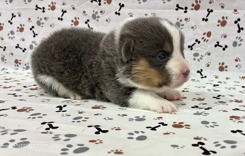 Poncho – Pembroke Welsh Corgi puppy for sale in Fayetteville, TN