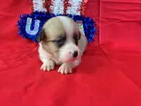 Boomer, a male Pembroke Welsh Corgi for sale in Fayetteville, TN – 9 of 9