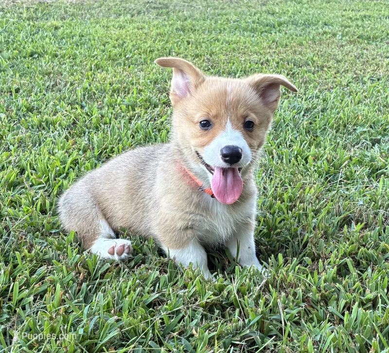Indy – Pembroke Welsh Corgi puppy for sale in Fayetteville, TN