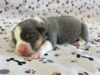 Poncho, a male Pembroke Welsh Corgi for sale in Fayetteville, TN – 6 of 7