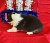 Betsy, a female Pembroke Welsh Corgi for sale in Fayetteville, TN – 6 of 8