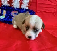 Boomer, a male Pembroke Welsh Corgi for sale in Fayetteville, TN – 3 of 9