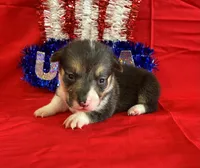 Glory, a female Pembroke Welsh Corgi for sale in Fayetteville, TN – 4 of 7