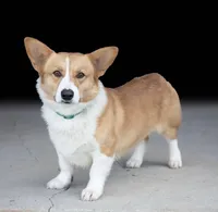 Stetson, a male Pembroke Welsh Corgi for sale in Fayetteville, TN – 1 of 1