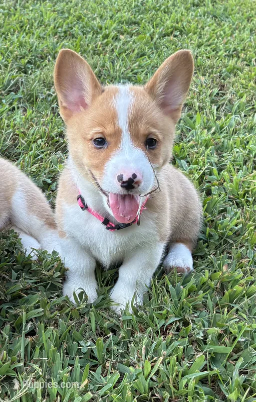 Blaze – Pembroke Welsh Corgi puppy for sale in Fayetteville, TN