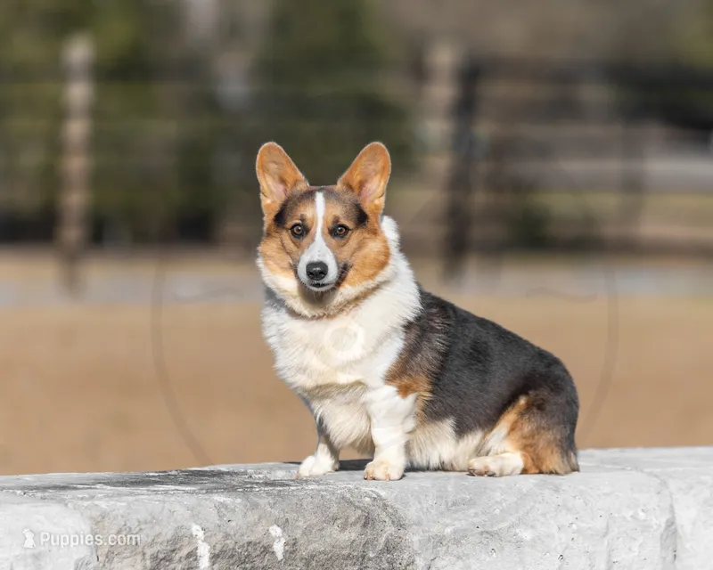 Stocker – Pembroke Welsh Corgi puppy for sale in Fayetteville, TN