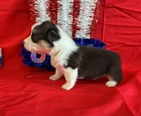 Betsy, a female Pembroke Welsh Corgi for sale in Fayetteville, TN – 5 of 8