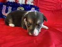 Glory, a female Pembroke Welsh Corgi for sale in Fayetteville, TN – 2 of 7
