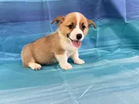 Boomer, a male Pembroke Welsh Corgi for sale in Fayetteville, TN – 10 of 10