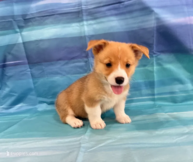 Indy – Pembroke Welsh Corgi puppy for sale in Fayetteville, TN